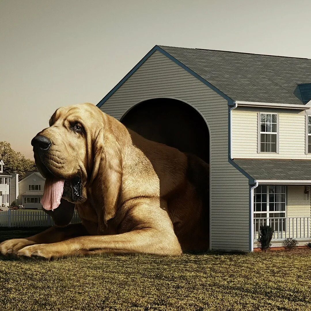 Порода домов. Отель для животных. Гостиница для домашних животных. Большой собака. Самая большая собака.