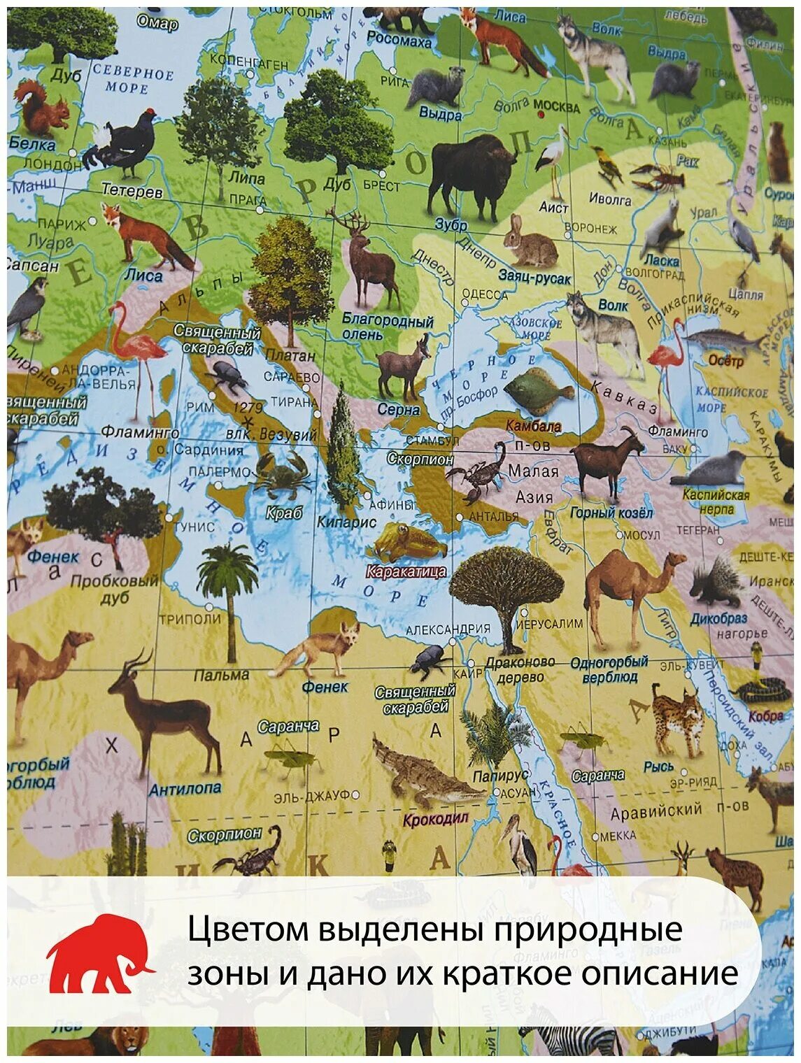 природная зона россии пустыня животные. природные зоны для дошкольников. природная зона пустыни для дошкольников. животные степи россии. животные природных зон.