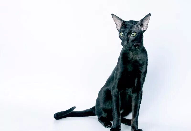 Тонкая кошка. Худая кошка. Худая кошка. Худая кошка фото. Ориентальная восточная короткошерстная кошка.