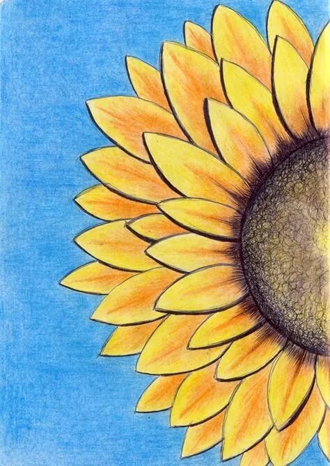 Стилизованный подсолнух. Подсолнух набросок. Подсолнух цветными карандашами. Подсолнух рисунок карандашом. Правополушарное рисование подсолнухи.