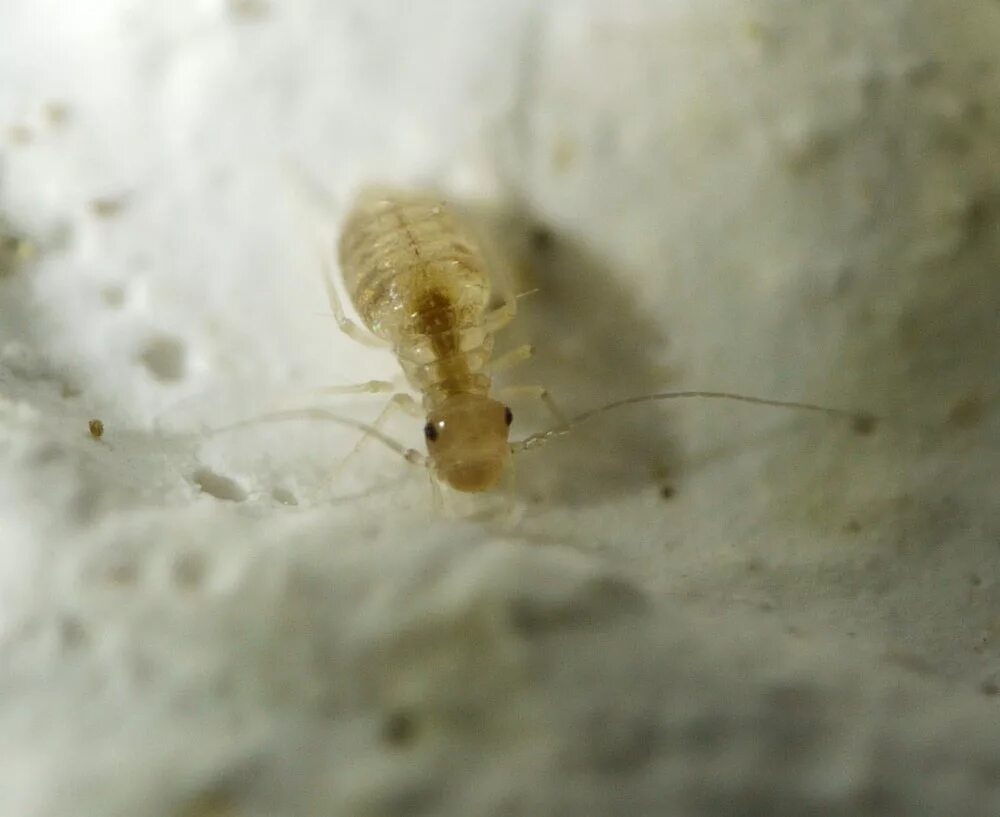 Жук сеноед. Жук сеноед. Пыльная вошь. Жучки сеноеды. Пыльная вошь.