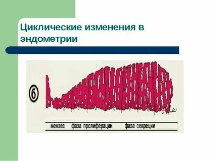 Ингибиторы пролиферации