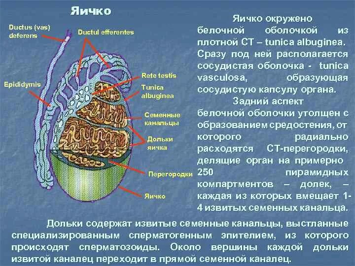 Рассмотрите белочную оболочку определите ее цвет. Прямые канальцы яичка. Прямые семенные канальцы яичка. Прямые канальцы яичка функции. Сосудистая оболочка яичка.