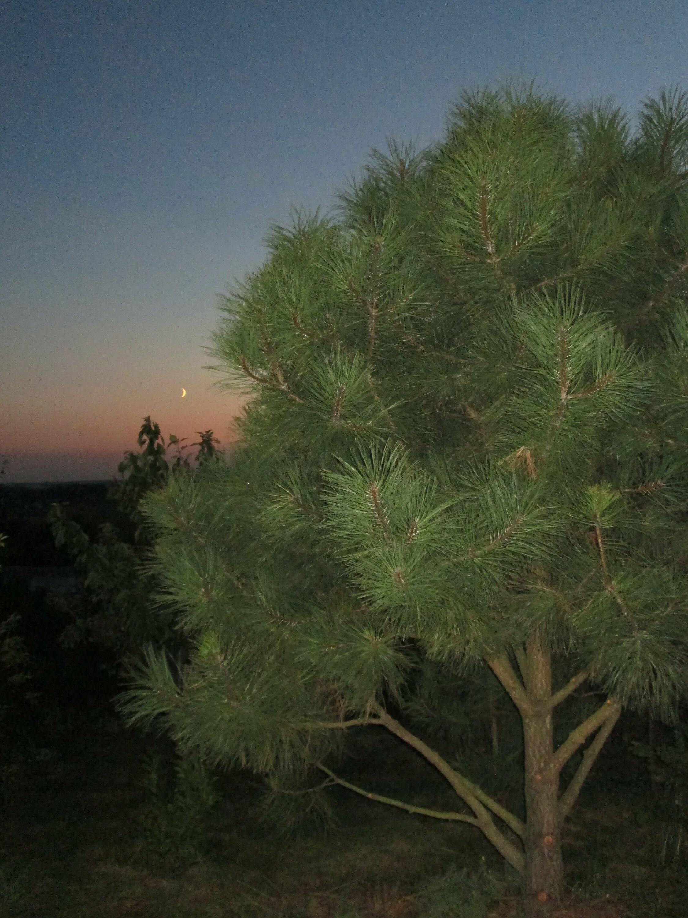 Сосна летучая. Сосна пандероза. сосна пинус пандероза. сосна желтая pinus ponderosa. сосна пинус монтана.