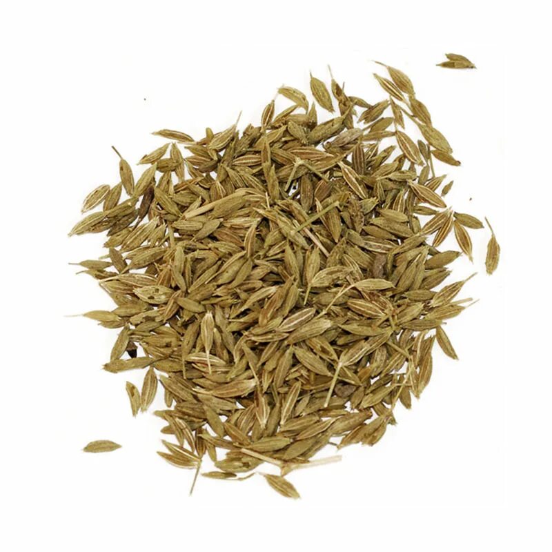 Кумин специя. Кумин цуюми. Тмин выращивание. Кумин зира растение. Зира индия.