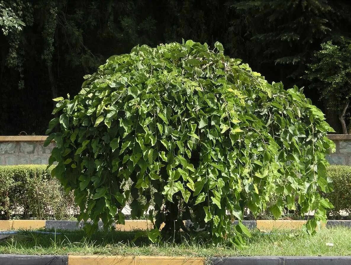 Шелковица черная