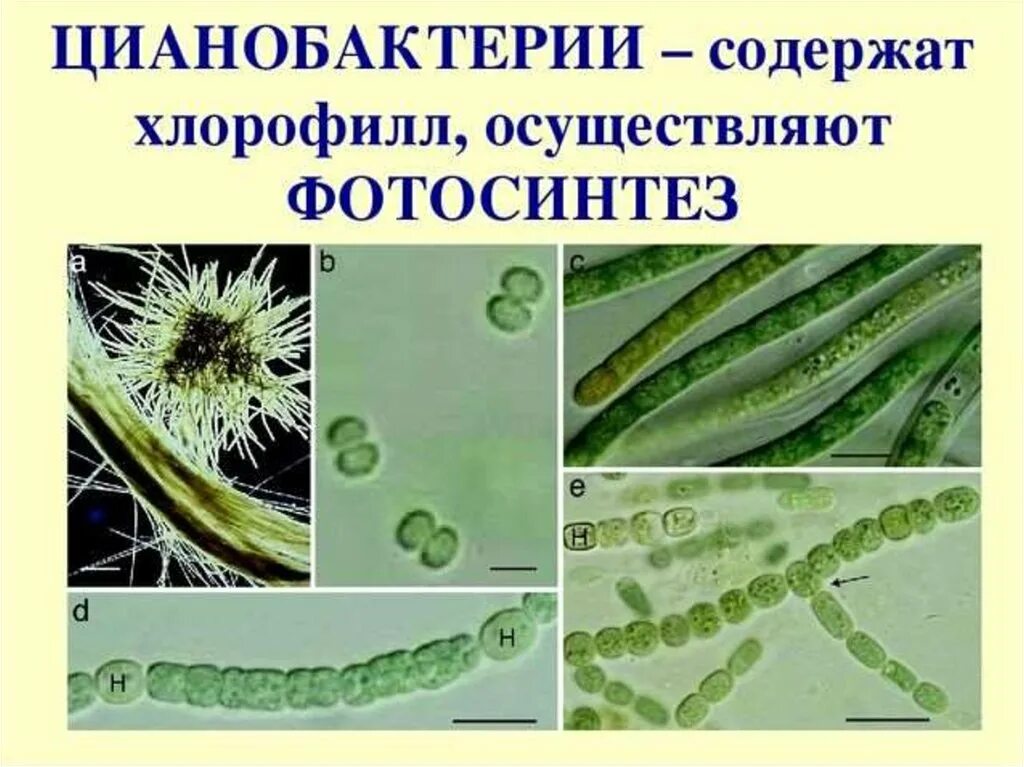 Азотфиксирующие бактерии симбионты. Фотосинтезирующие клетки цианобактерий. Питание бактерий фототрофы и хемотрофы. Лишайники симбиотические организмы. Типы питания паразиты симбионты сапротрофы.