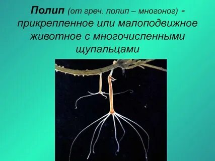Пресноводный полип гидра осуществляет