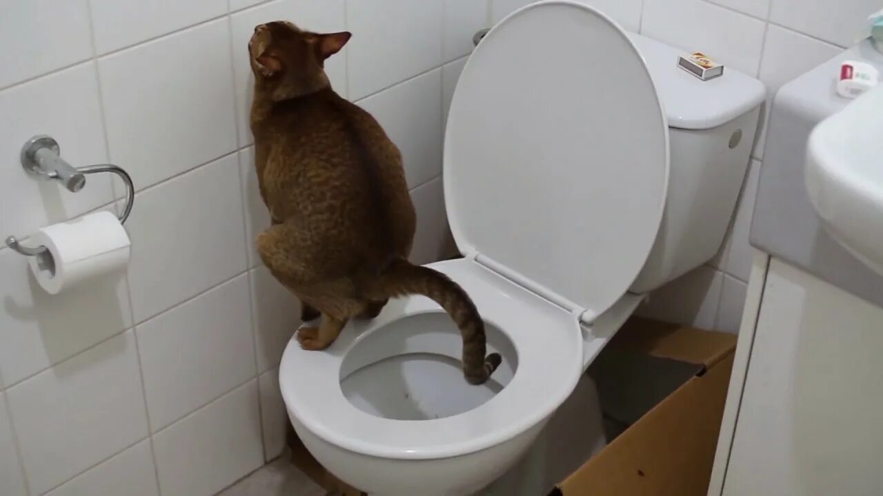 Я какаю. Кошка какает. хождение в туалет по большому. кошек которые какают в лоток.