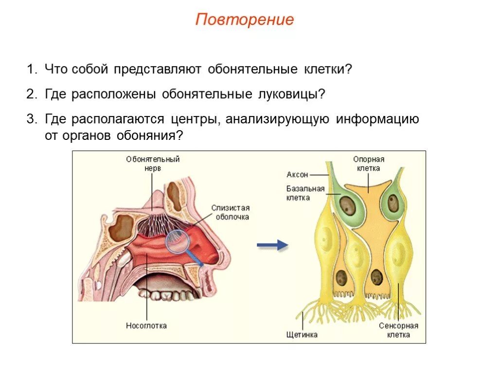 Обонятельный анализатор носовая полость. Строение рецепторов обонятельного анализатора. Обонятельный анализатор расположен. Где расположены рецепторы обонятельного анализатора.