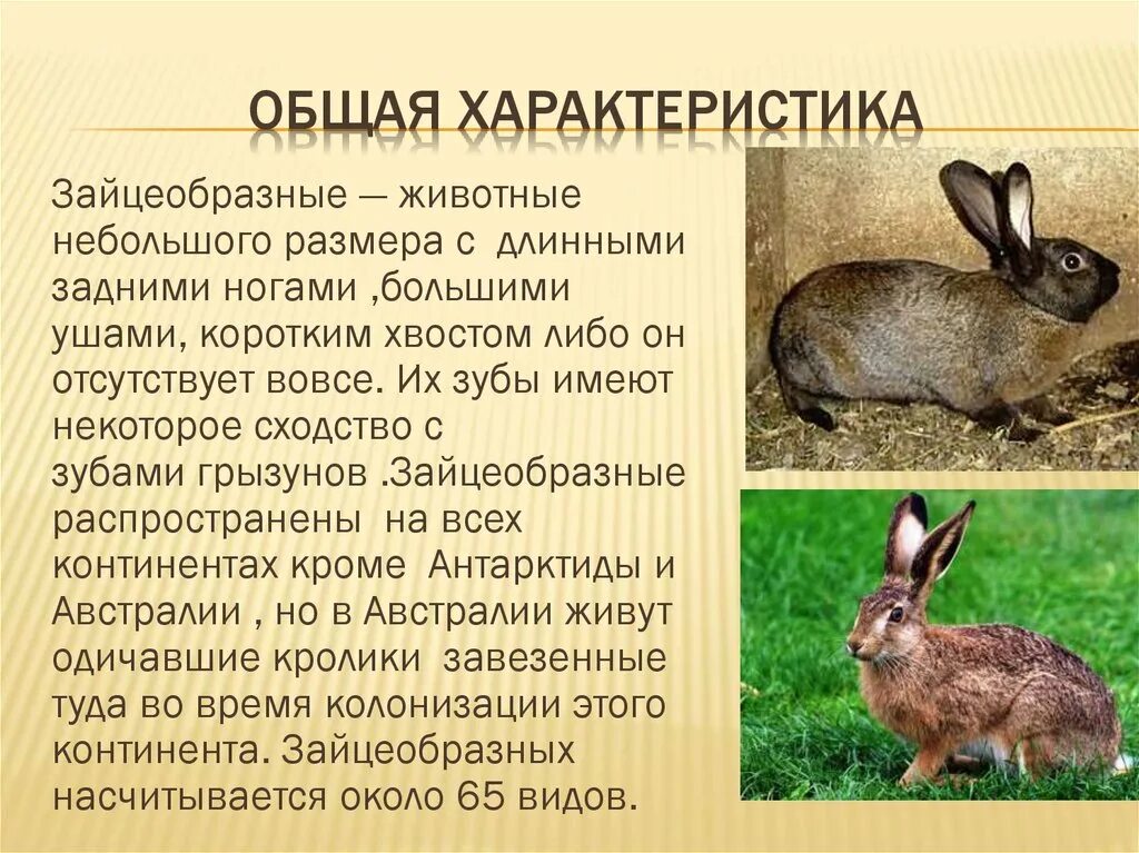 К каким животным относятся кролики. Зайцеобразные общая характеристика. Характеристика отряда зайцеобразные. Отряды млекопитающих зайцеобразные. Кроль зайцеобразные.