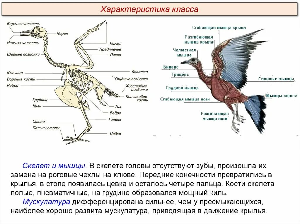 У пресмыкающихся хорошо развит киль. Киль у птиц и пресмыкающихся. Скелет птицы. Строение скелета птицы. Класс птицы Aves.