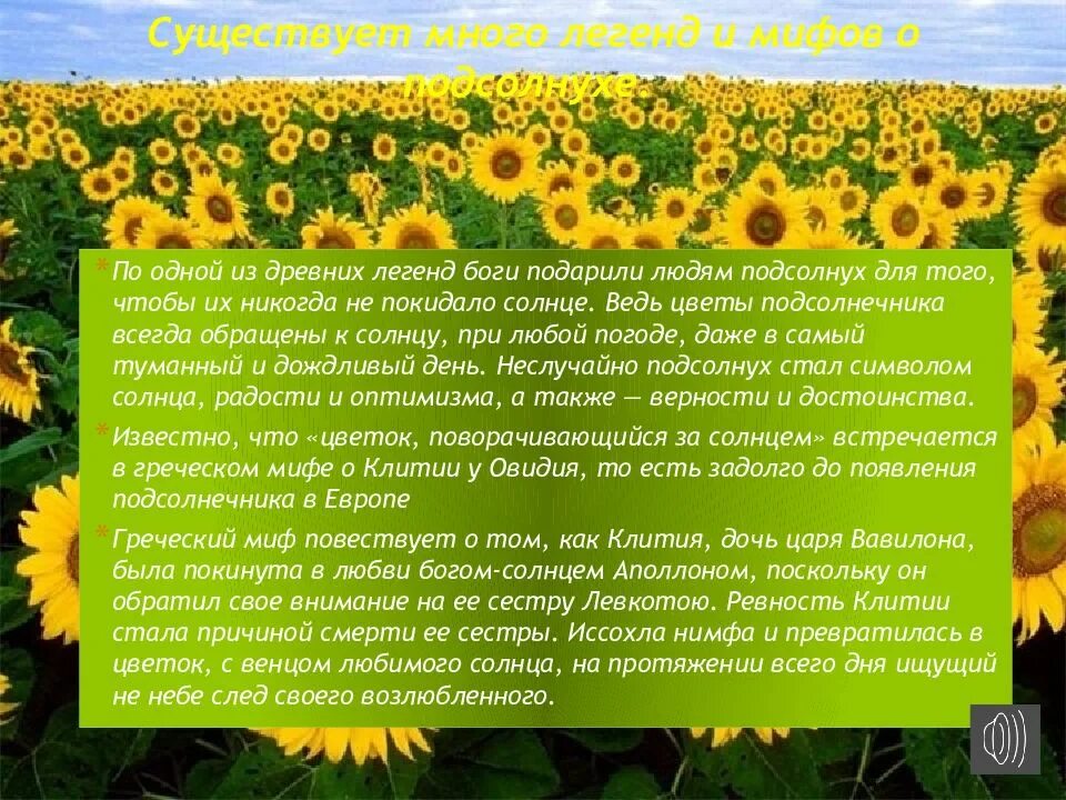 Группа растений в которую входит подсолнух. Сообщение о подсолнухе. краткая информация о подсолнухе. краткое сообщение о подсолнухе. интересные факты о подсолнухе.