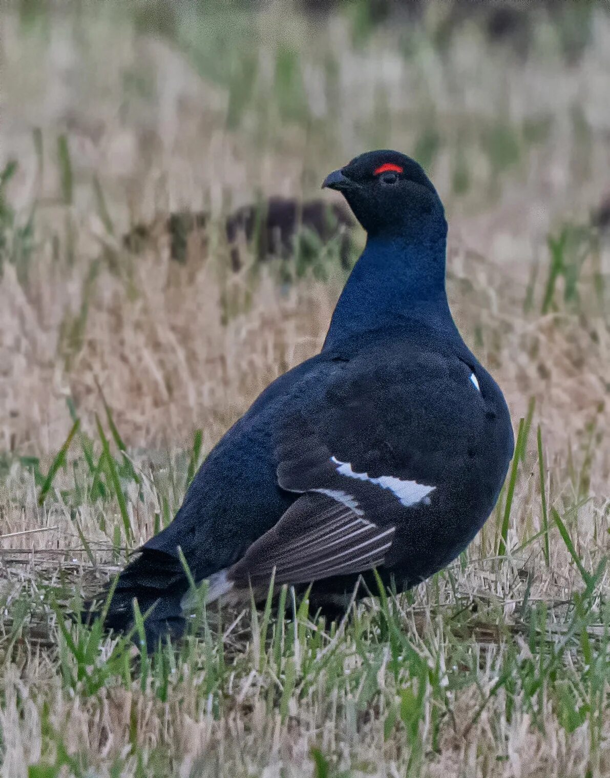 Тетерев самец. Тетерев-косач. Фазан тетерев глухарь. Тетерев обыкновенный. Кантабрийский тетерев.
