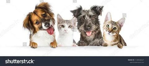Pet partners