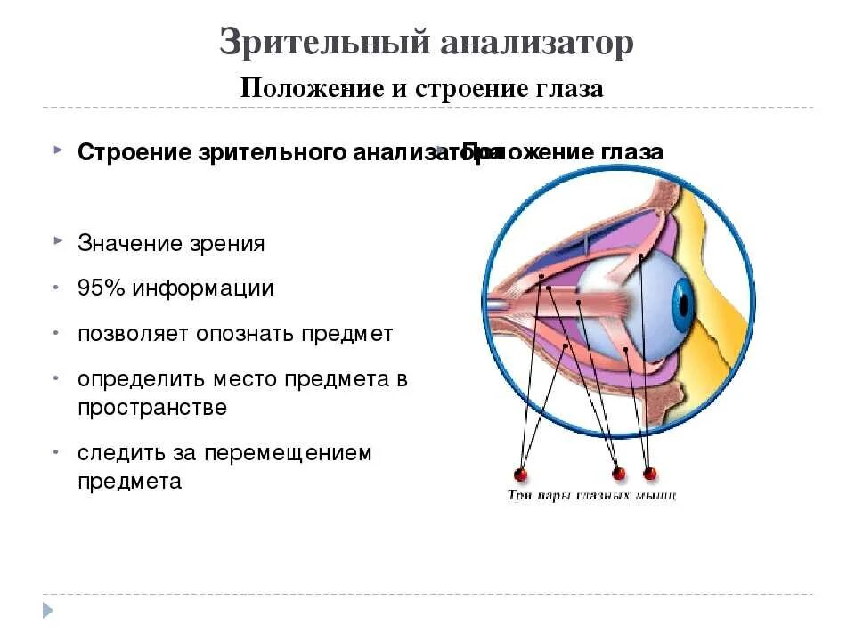 Зрение человека функции. Анализаторы зрительный анализатор строение. Схема строения глазного анализатора. Зрительный анализатор строение глаза. Зрительный анализатор строение анатомия.