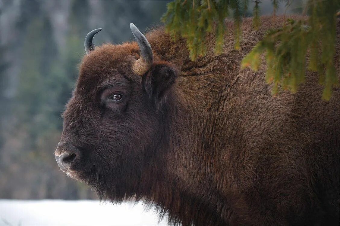 Зубры бобры. Беловежская пуща зубры. ЗУБР Bison bonasus. Кавказско-Беловежский ЗУБР (Bison bonasus). Европейский ЗУБР.