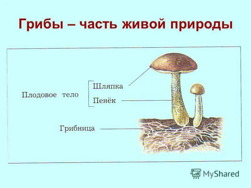 Тело гриба состоит из ответ. Строение гриба. Строение грибов урок для дошкольников. Части гриба для дошкольников. Название частей гриба.