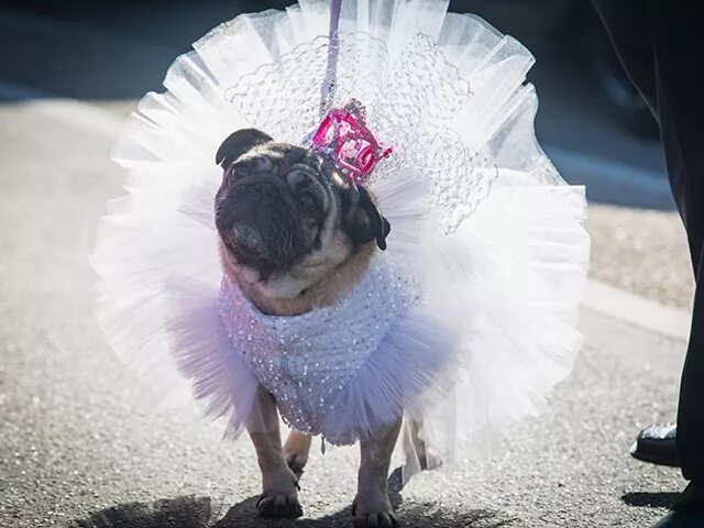 Пачка для собак. Мопс в платье. Собака в свадебном платье. Свадебный Мопс. Мопс невеста.
