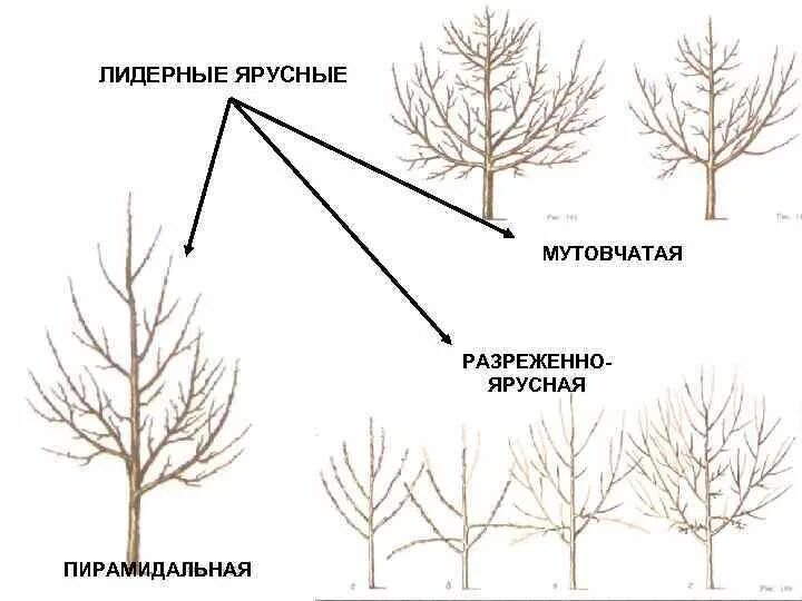 Формы кроны древесных растений. Формирование яблони разреженно ярусная крона. Чем отличаются кроны. Шатровидная форма кроны. Чем отличаются кроны.