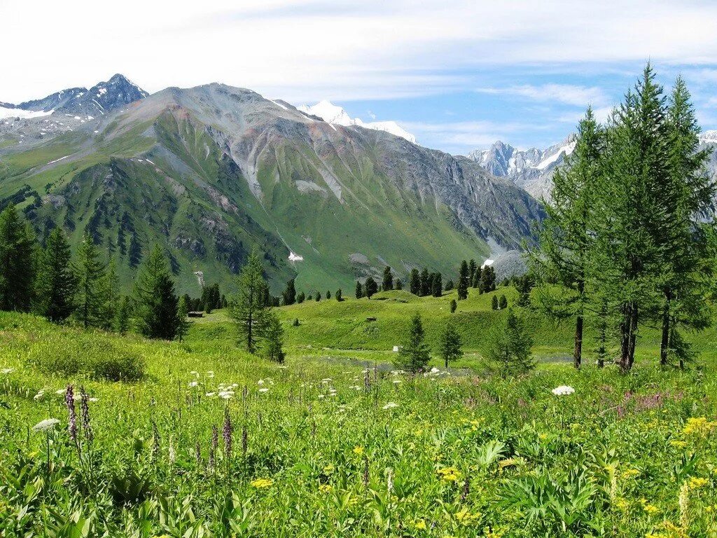 Катунский биосферный заповедник. Алтайский и Катунский заповедники. Горно-Алтайский биосферный заповедник. Катунский биосферный заповедник растения. Растительный покров гор