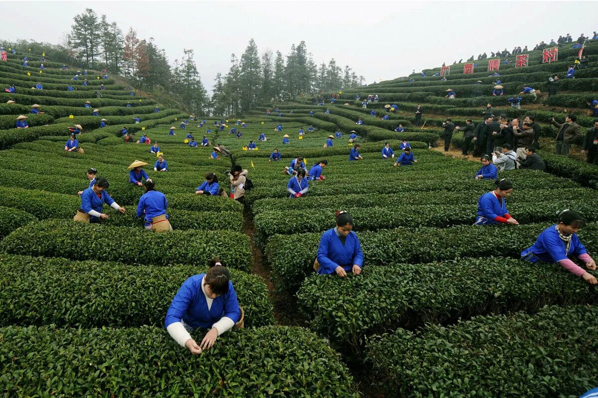 Покажи видео как выращивают. Сбор чая в Китае. Чайные плантации сбор чая. Чайные плантации в Китае. Плантации чая в Китае.