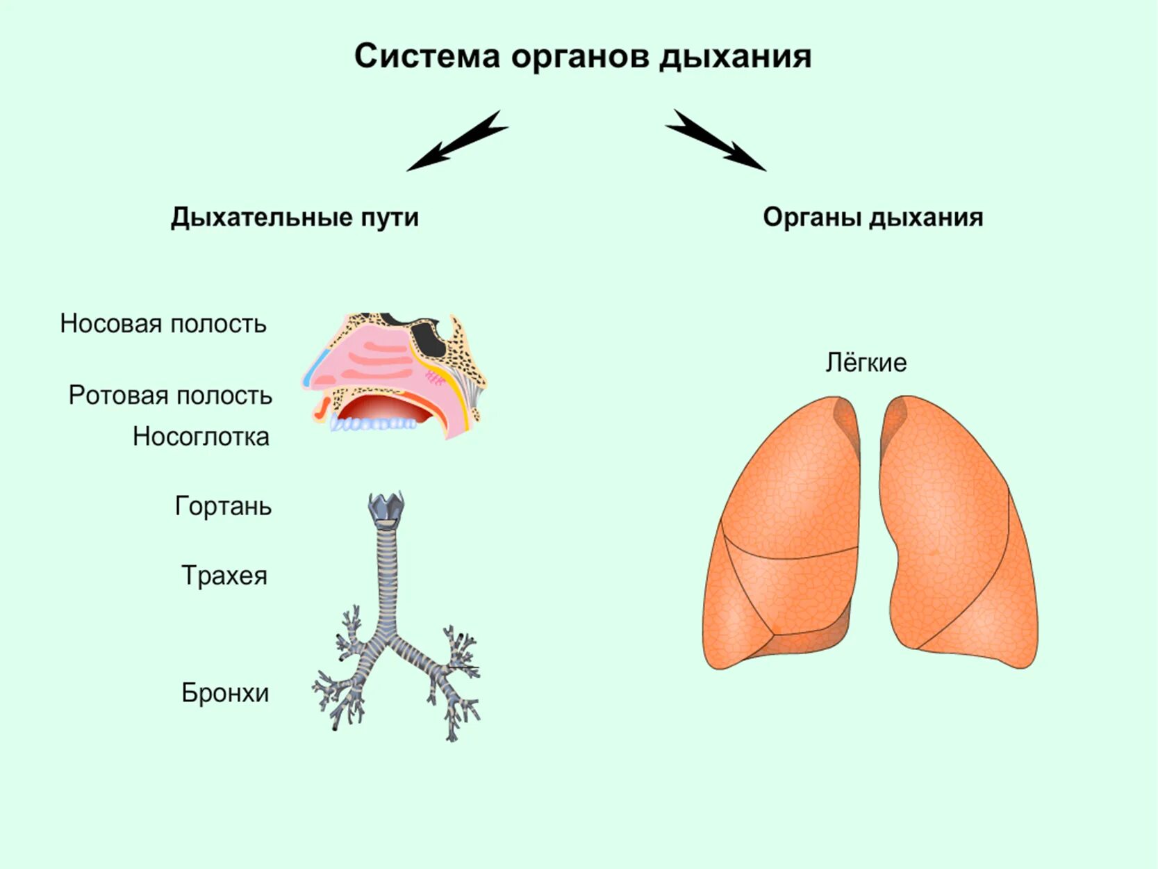 Легкое дыхание урок. Органы дыхательной системы. Схема по дыхательной системе. Дых система человека анатомия. Работа дыхательной системы схема.