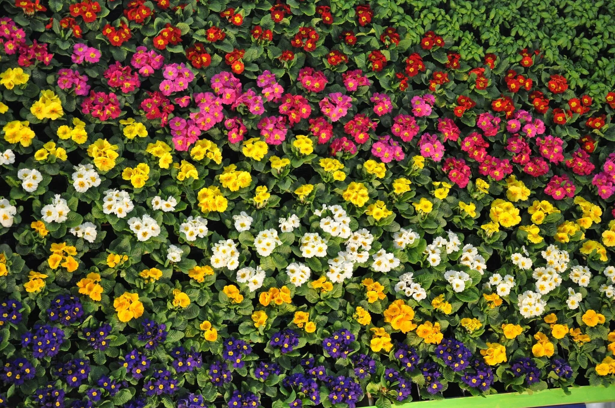 Цветы ковры многолетние. Мелколепестник карвинского. Цветы, портулак, цветы, портулак. Примула флоринды. Портулак цветы.