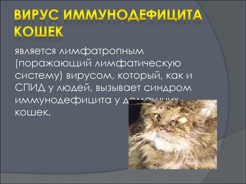 Болезни бывают кошек. Вирус иммунодефицита кошек. Вирусный иммунодефицит кошек. Вирусные иммунодефициты у животных. Вирусный иммунодефицит кошек симптомы.