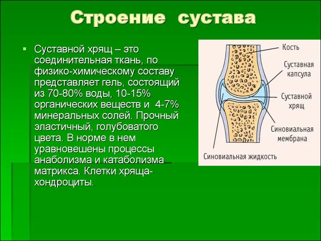 Суставный хрящ какая ткань