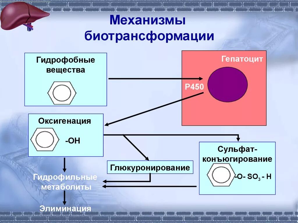 Окисление биологическое это... Что такое Окисление биологическое?