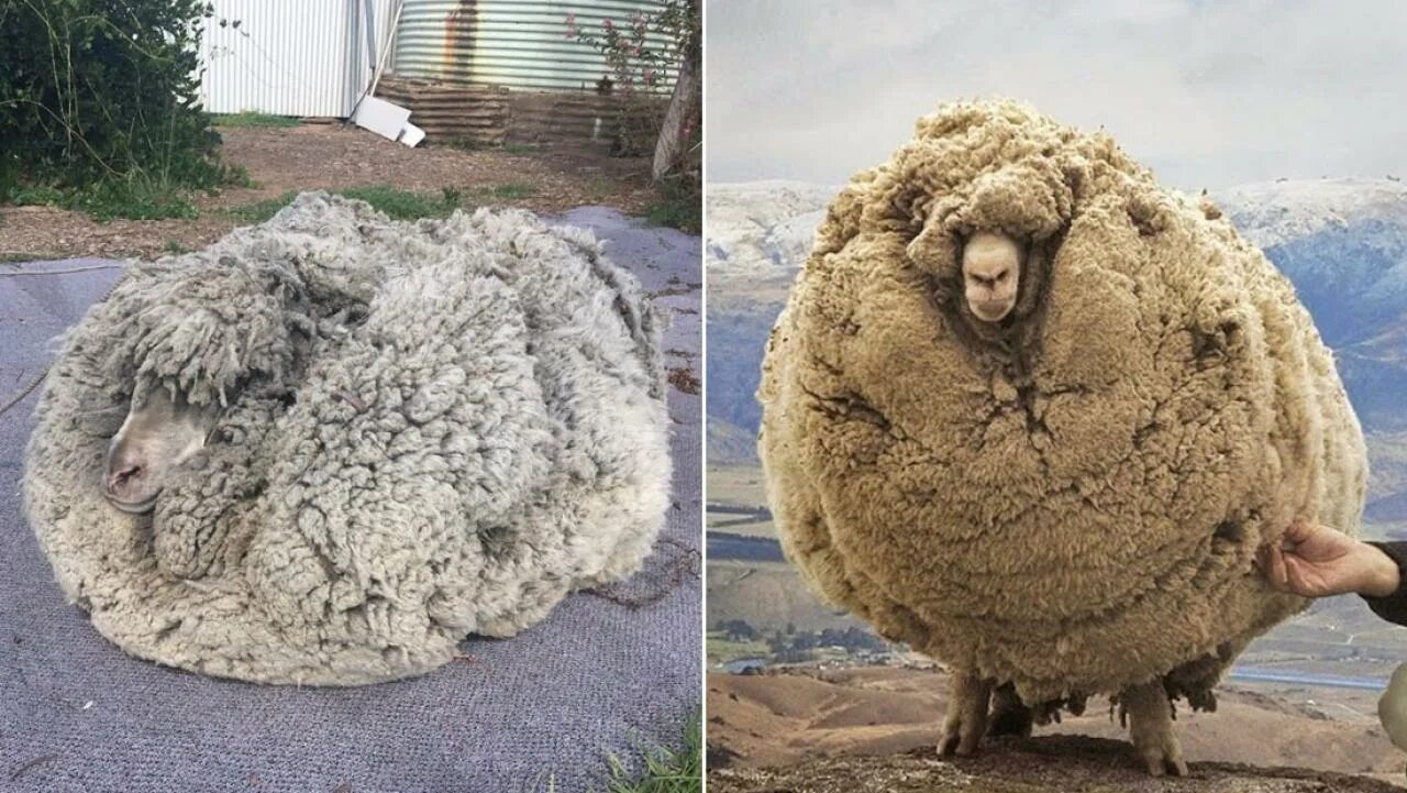 Овца шерсть 35 кг. Баран меринос Шрек. Овечья шерсть. Шерсть от овцы. Овечка из овечьей шерсти.