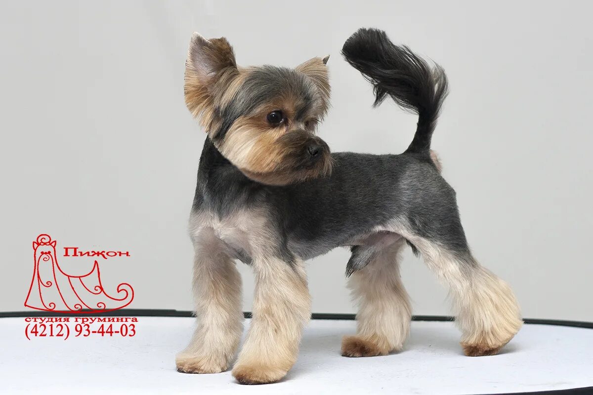 Стрижка йорка с висячими ушами. Йоркширский терьер стандарт стрижки. Стрижка йорка с висячими ушами. Стрижка йорка с висячими ушами. Стрижка йорка мальчика с висячими ушами.