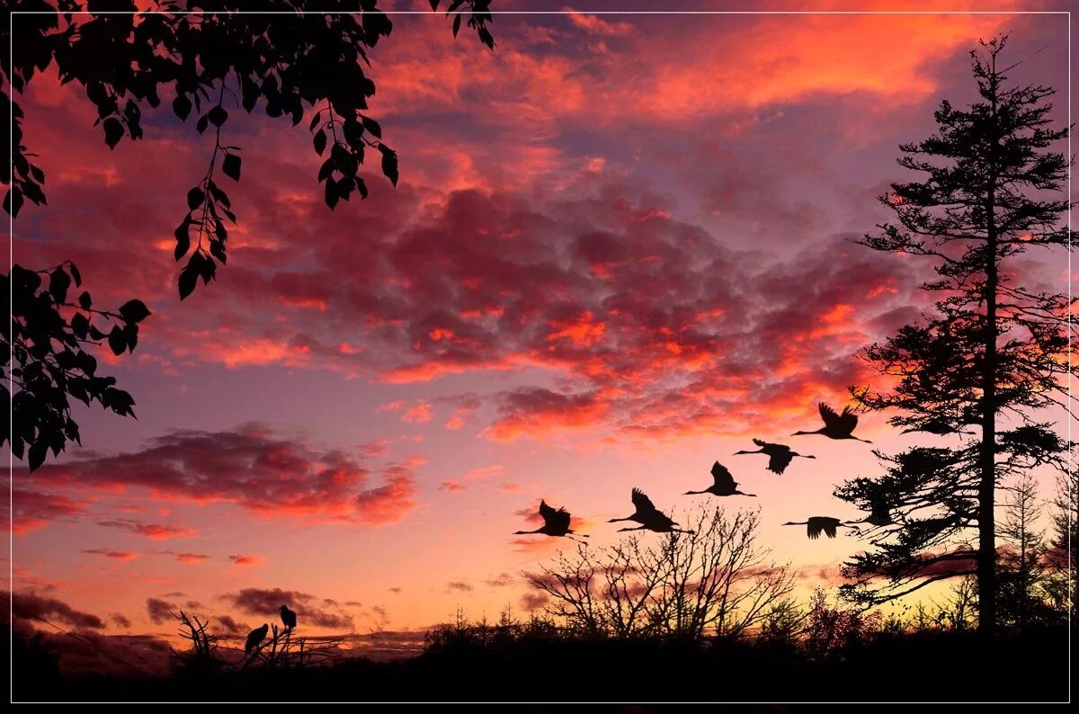 Картина журавлиный Клин Туманов. Птицы улетают. Птицы на закате. Красный закат с птицами.