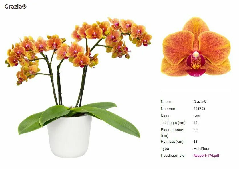 фаленопсис пасадена. орхидея phal whitney. фаленопсис азиан коралл. Phalaenopsis anthura pasadena. фаленопсис serena.