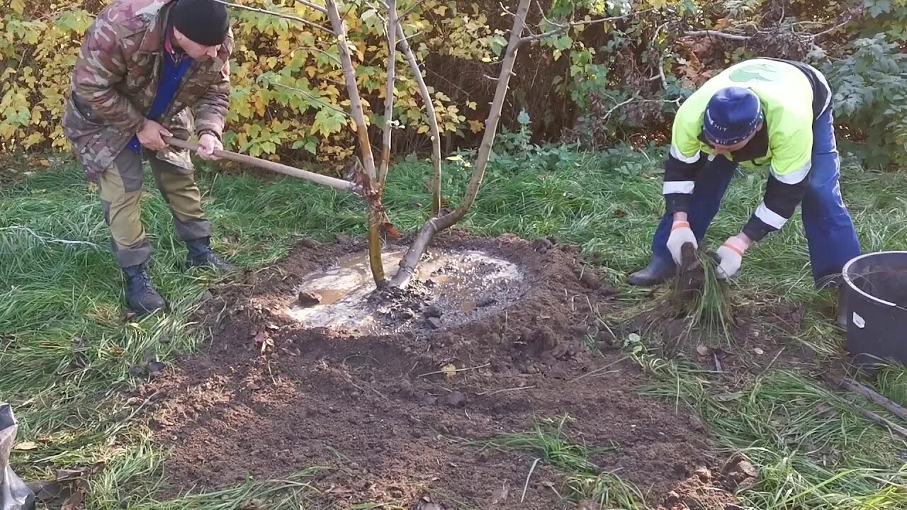 Массовые сажание яблонь. Выкопка посадочного материала в питомнике. Высадили саженцы яблонь Урюпинск. Посадка яблони в Южном Урале.