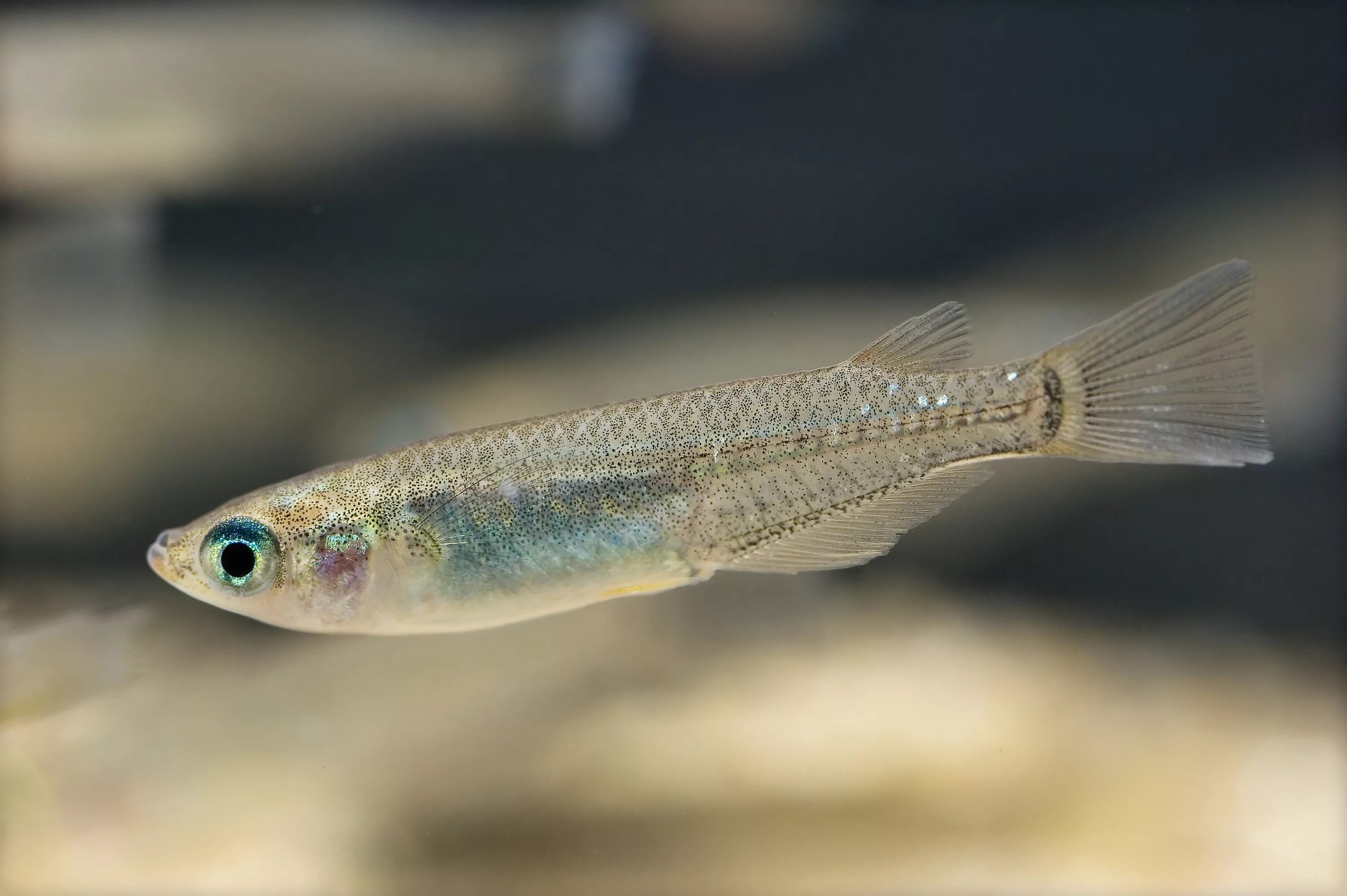 Японская Медака (Oryzias Latipes). Медака рыбка. Оризия японская рыбка. Рисовая рыбка Медака.