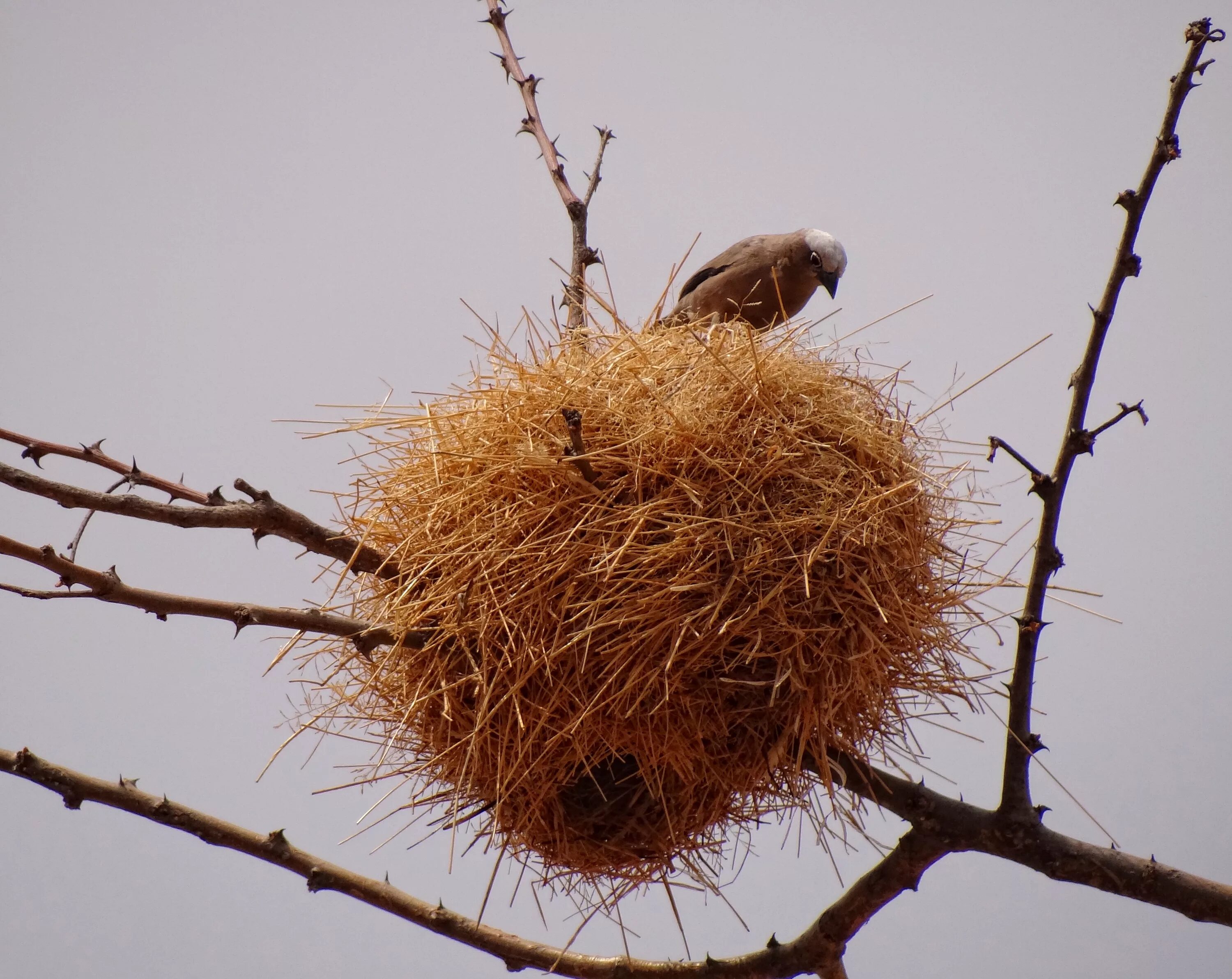 Большое гнездо ткачиков. Ткачик Байя гнездо. Гнездо вьюркового Ткачика. Африканские ткачики гнезда.