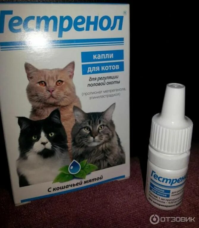 Как давать капли кошке. Гестренол капли таблетки для кошек. Успокоительные капли для котят. Гормональные капли для кошек. Капли для котов от меток.