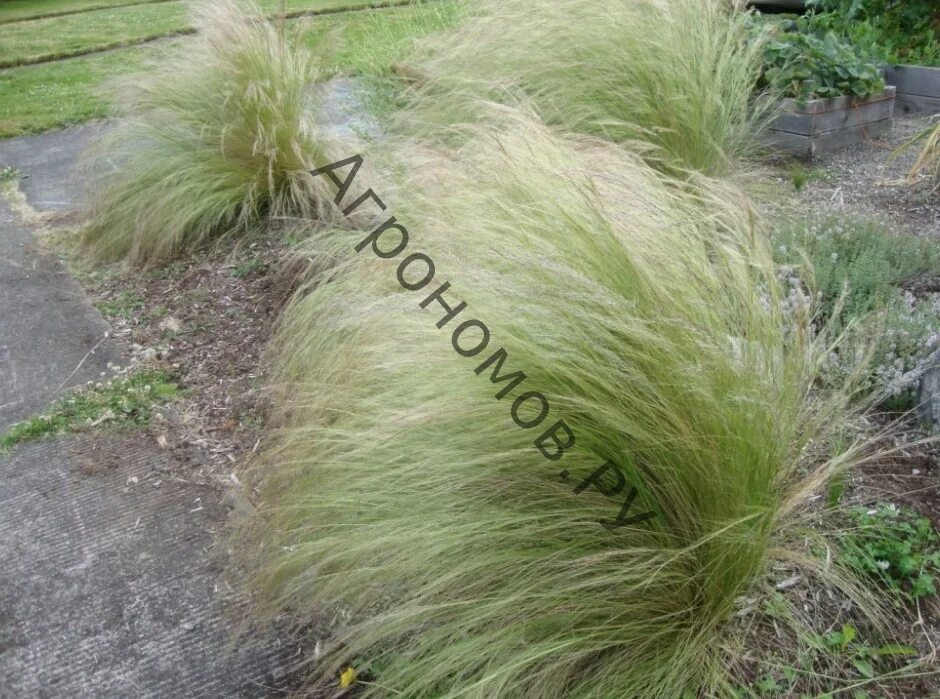 Ковыль и ягель. Ковыль-волосатик. Stipa capillata l. Ковыль волосатик растет. Ковыль типчак полынь.