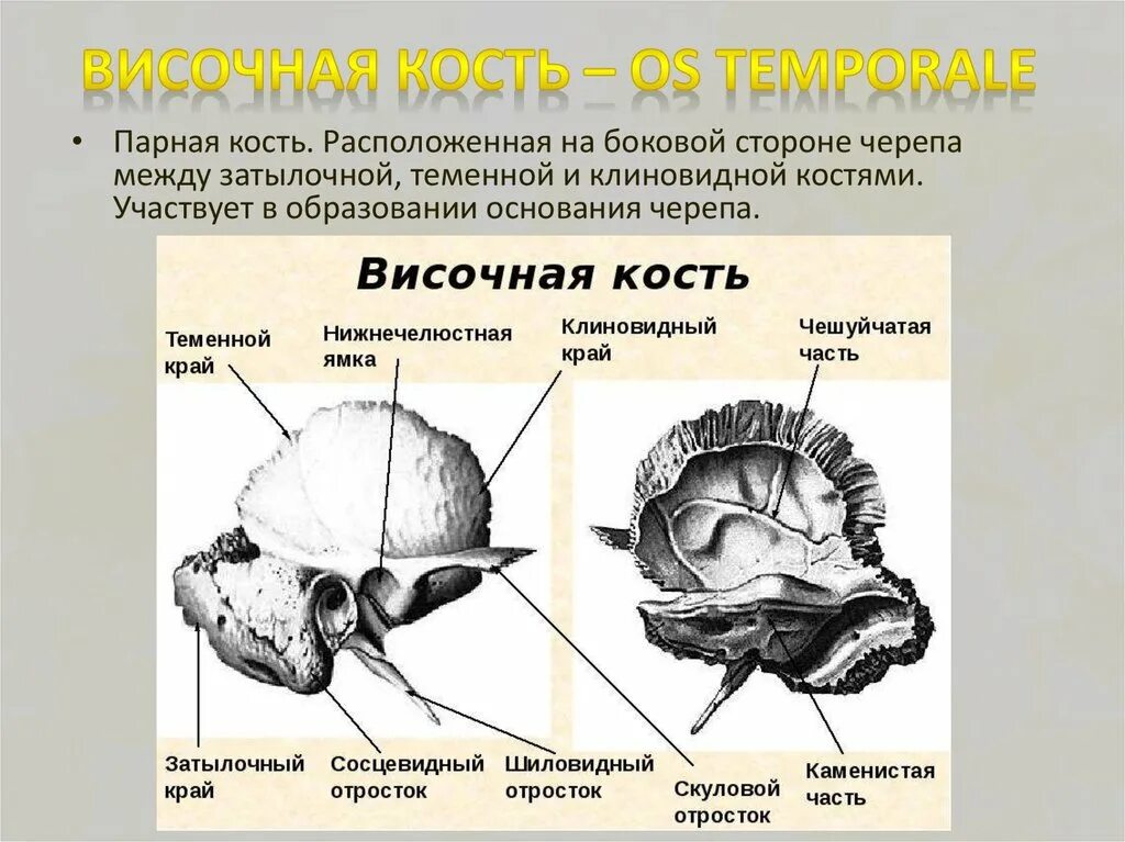 Теменная и височная кости тип соединения. Височная кость строение и функции. Impressiones Digitatae височная кость. Ячейки пирамиды височной кости. Височная кость Синельников.