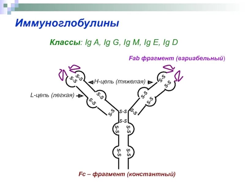 Фрагменты иммуноглобулинов. Иммуноглобулины. FC фрагмент иммуноглобулина. Fab фрагмент иммуноглобулина. FC фрагмент иммуноглобулина g.