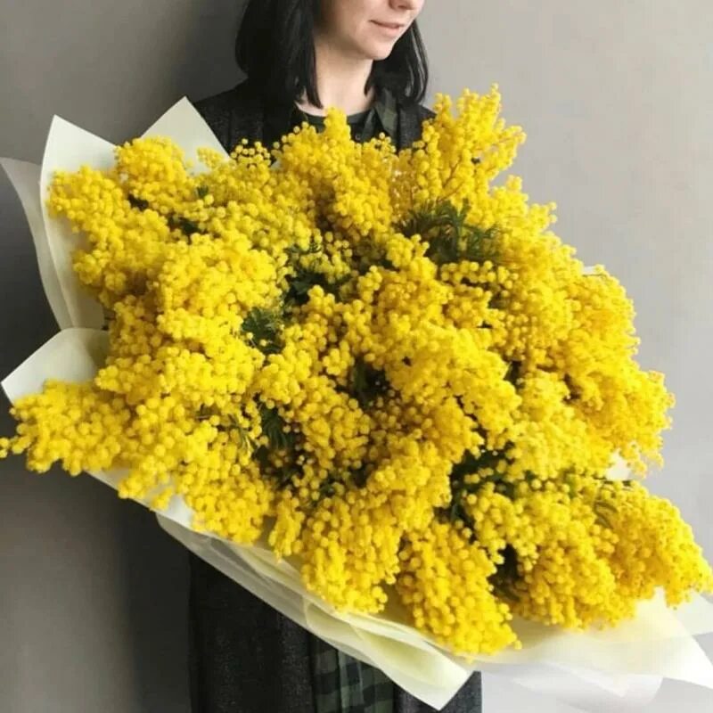 Мимоза цветок как сохранить в вазе. Мимоза флористика. Мимоза цветок как сохранить в вазе. Веточка мимозы букет. Мимоза цветок.