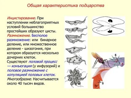 Простейшие характеризуются