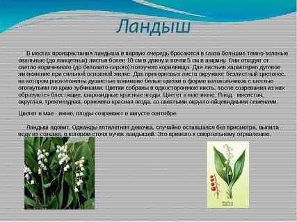 Ландыши ядовитые или нет для людей