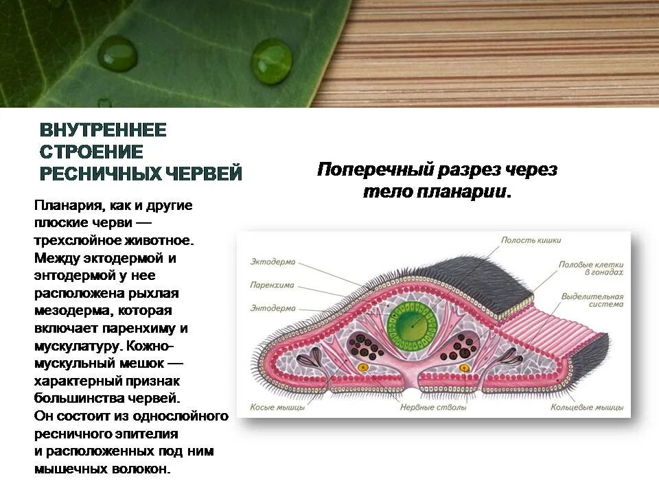 Кожно мускульный мешок турбеллярий строение. Кожно-мускульный мускульный мешок планарии. Ресничные черви кожно мускульный мешок. Тип плоские черви кожно-мускульный мешок.