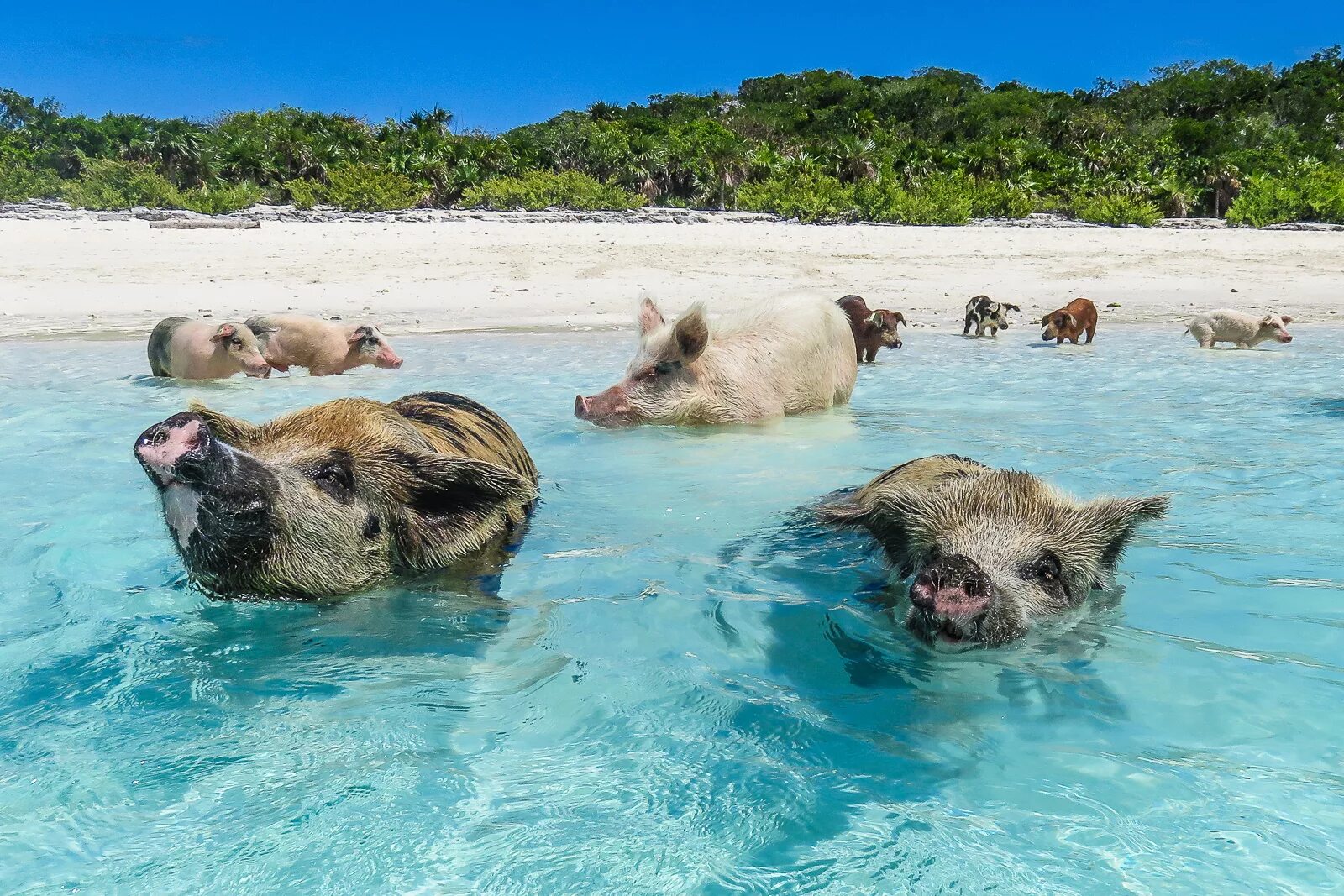 Animals swim