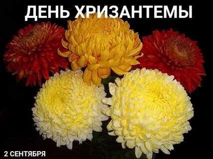 Пышные хризантемы