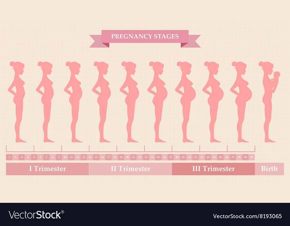 Какой триместр беременности по неделям. Триместры беременности. 1 Триместр беременности. Триместры по неделям. Важные периоды беременности.