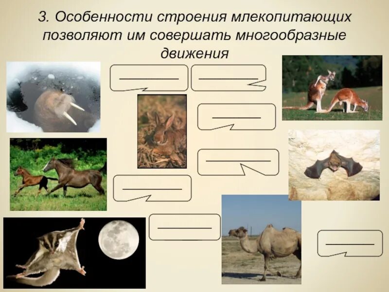 Рабочий лист млекопитающие 8 класс. Местообитание млекопитающих. среды жизни млекопитающих. звери млекопитающие. млекопитающие среда обитания 3 класс.